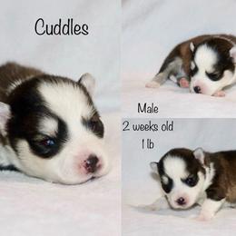 Cuddles - Black and white male Pomsky puppy in Denham Springs, Louisiana from Bayouland Pomskies
