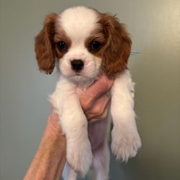 Duke - Blenheim male Cavalier King Charles Spaniel puppy in Caledonia, Michigan from Magnolia Acres