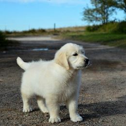 Golden Retriever Puppies from Golden Retriever Street