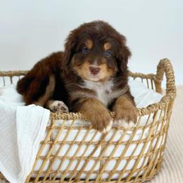 Spritz - Red tri-color male Aussiedoodle puppy in Manteca, California from Silva Ranch Doodles