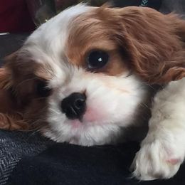 Cavalier King Charles Spaniels from Lap Warmers Cavaliers