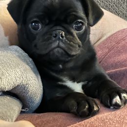 Pug Puppies from Buckingham Pugs of Alabama