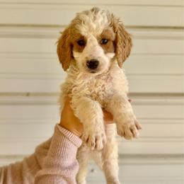 Chip - Parti male Goldendoodle puppy in Kenansville, North Carolina from J+A Family Doodles