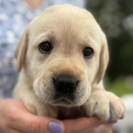 Benji - Yellow male Labrador Retriever puppy in Rochester, New Hampshire from Merrydale Labradors