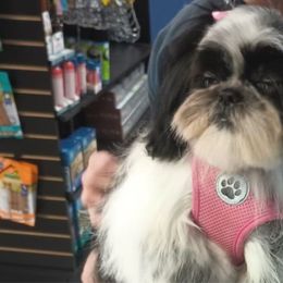 Panda - Black and white Shih Tzu puppy in California from Precious Shih Tzus