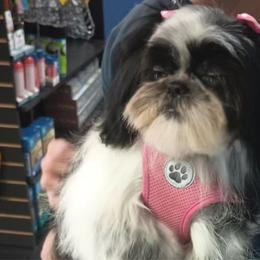 Panda - Black and white Shih Tzu puppy in California from Precious Shih Tzus