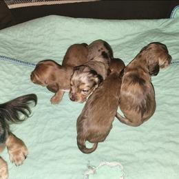 Dachshund Puppies from Roth's wonderful weenies