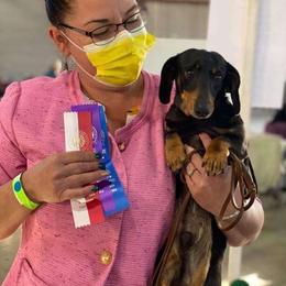 Bo - Dachshund