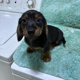 Black boy AKC - Black and tan male Dachshund puppy in Fayetteville, Pennsylvania from PA's Darling Doxies