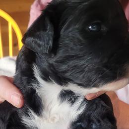 Portuguese Water Dogs from Sage Farm Portuguese Water Dogs