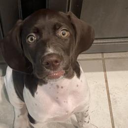 German Shorthaired Pointer Puppies from Tipsy Rabbit GSP TopDog Kennel