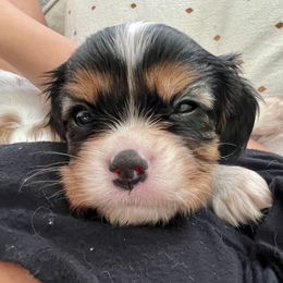 Cavalier King Charles Spaniel Puppies from CK Cavaliers