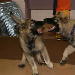 Shiloh Shepherd Puppies from Solace Shilohs