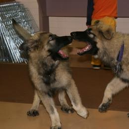Shiloh Shepherd Puppies from Solace Shilohs