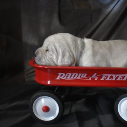 Golden Retriever Puppies from Lightning Oak Acres