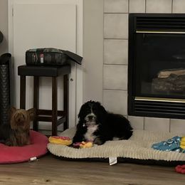 Bernedoodle Puppies from Darling Paws, LLC