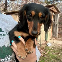 Gladys - Dachshund
