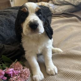 Girl 1 - Liver white and tan female English Springer Spaniel puppy in Las Vegas, Nevada from Legacy