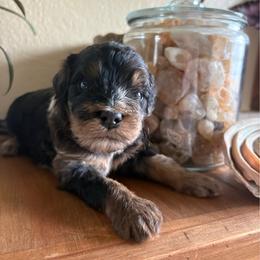 Whiskey - Blue merle male Bernedoodle puppy in Carlotta, California from Lost Coast Bernese Mountain Dogs