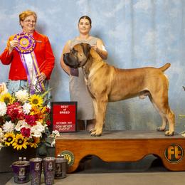 American Staffordshire Terriers and Boerboels from Brooke Wood's Boerboel and American Staffordshire Terriers