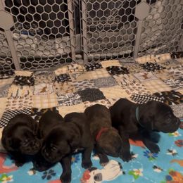 Boy 4 - Black Cane Corso puppy in Linden, Texas from Da Boyz Cane Corso