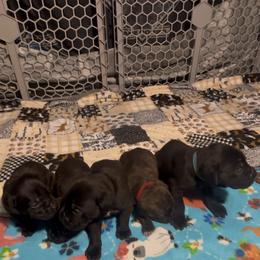 Boy 4 - Black Cane Corso puppy in Linden, Texas from Da Boyz Cane Corso