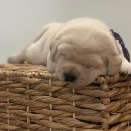 Purple - Yellow female Labrador Retriever puppy in Pendleton, South Carolina from DogSmith Purebreds