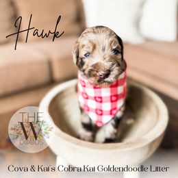 Hawk - Merle Goldendoodle puppy in Soddy Daisy, Tennessee from The W Doods