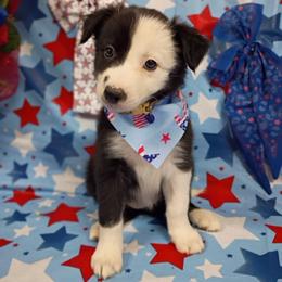 Border Collie Puppies from Stag Valley Homestead