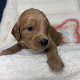 New York aka York - Red  male Goldendoodle puppy in Cleveland, Georgia from The O.G. Doodles