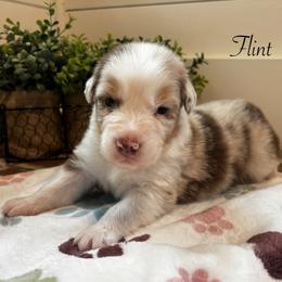 Flint - Red merle male Australian Shepherd puppy in Murrayville, Georgia from Mountain Ridge Aussies
