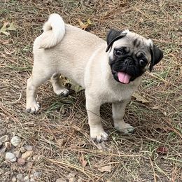 Stormy - Fawn female Pug puppy in Prairieville, Louisiana from Freedom Meadow Farm