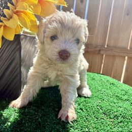 Hera - Wheaten female Miniature Schnauzer puppy in Menifee, California from Moonshine’s Minis