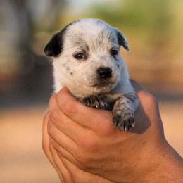 Smeagol (AKC) - Blue male Australian Cattle Dog puppy in Marana, Arizona from Impact 3rd Australian Cattle Dogs