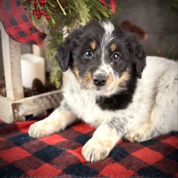 Sheila - Blue female Assorted Doodle Crosses puppy in Ohio from Holley Doodles