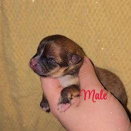 Sable M - Chocolate sable male Pomeranian puppy in Albany, Oregon from Purrs N Poms