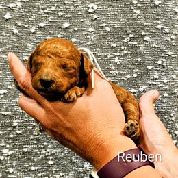 Reuben - Red  male Goldendoodle puppy in Forest, Ohio from Mini Doodle Buddies