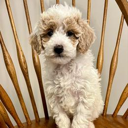 Biscuit - Cream male Goldendoodle puppy in Crawford, Mississippi from Magnolia State Poodles and Doodles