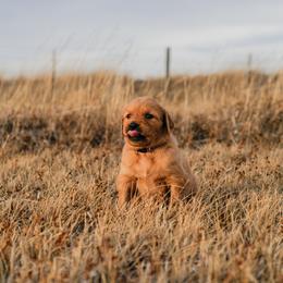 Golden Retriever Puppies from Summit Canine Breeding