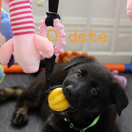 Odette - Black and cream female German Shepherd puppy in De Land, Florida from 3B’s Animal Artistry