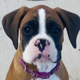 Boxers and Shih Tzus from Victorio Boxers & Shih-Tzu's