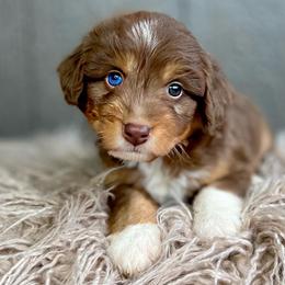 Mocha - Red tri-color Aussiedoodle puppy in Chattanooga, Tennessee from Remedy Ridge Aussiedoodles