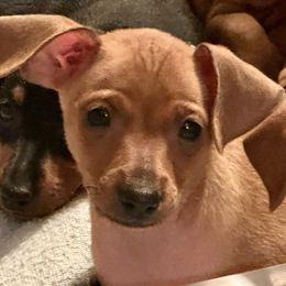 Brigid - Red female Miniature Pinscher puppy in Granby, Connecticut from Cross Bay Labradors
