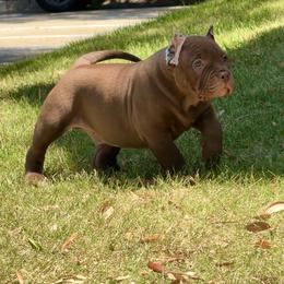 American Bully puppies from Manuia Kennels