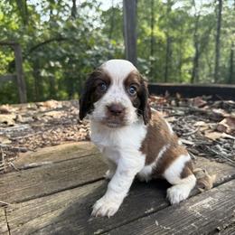 Remi - Liver white and roan female English Springer Spaniel puppy in Comer, Georgia from Stratton Spaniels