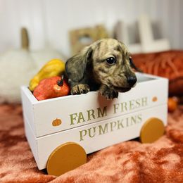 Conner - Dapple male Dachshund puppy in Paducah, Kentucky from Donette's Doxies
