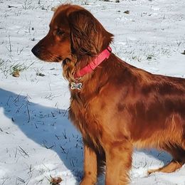 Brandy - Golden Retriever