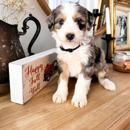 Goldendoodle puppies from Doodle Squad Puppies