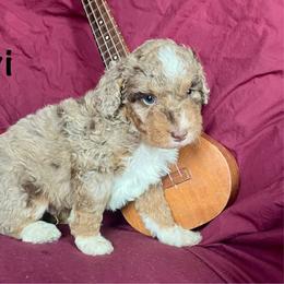 Avi - Chocolate merle male Bernedoodle puppy in Spring Valley, Wisconsin from Filipiak Breeders