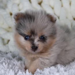 AKC Tippy - Blue merle male Pomeranian puppy in Albany, Indiana from Hatz Off Puppies